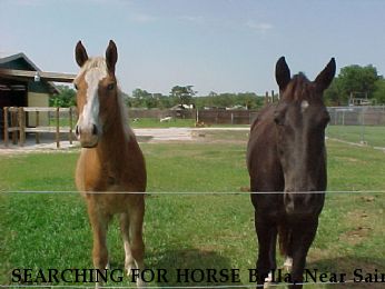SEARCHING FOR HORSE Bella, Near Saint Cloud, FL, 34772